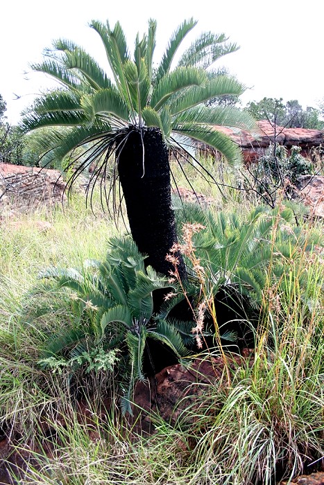 Encephalartos lanatus am Naturstandort